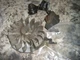 Echo edr-260 coil and flywheel  gas drill   part bin 279 #2