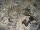 Echo edr-260 coil and flywheel  gas drill   part bin 279 #1